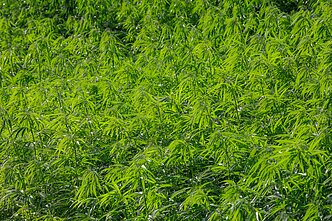 Pluoštinės kanapės