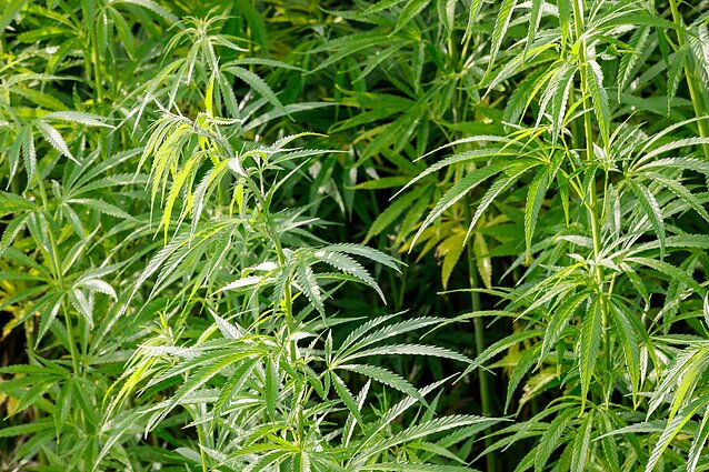 Pluoštinės kanapės