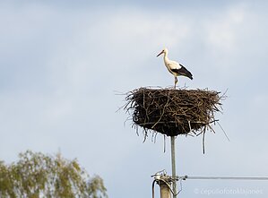 Neišskridęs gandras Neišskridęs gandras