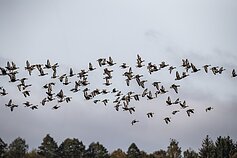 Gamta – visų namai. Apie medžių lapų tvarkymą - juos galima palikti gamtai.. 
Ved. Selemonas Paltanavičius ir Audronė Šopagaitė
