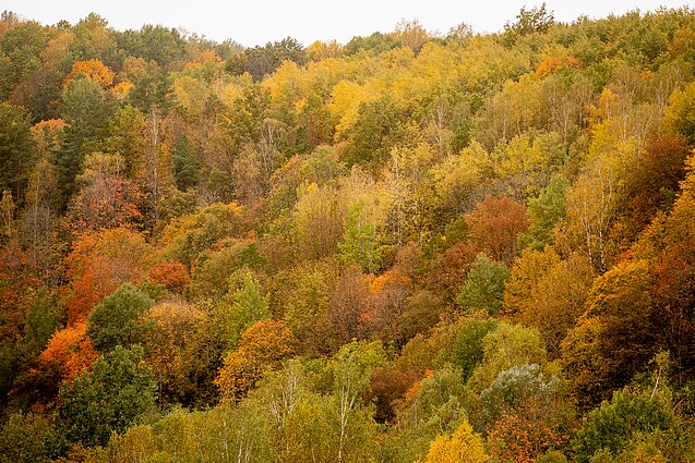 Rudenėjanti gamta puošiasi uogomis: botanikai įspėja, kad daugybė rūšių yra nuodingos
