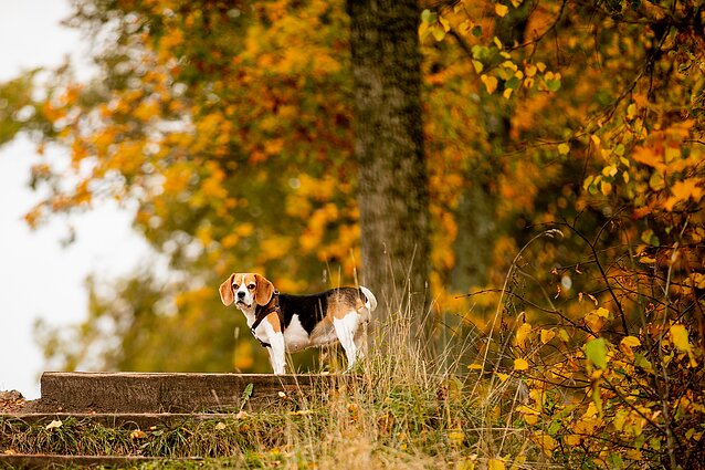 Meteorologas: ne kiekviena šilta ir saulėta diena rudenį yra bobų vasara