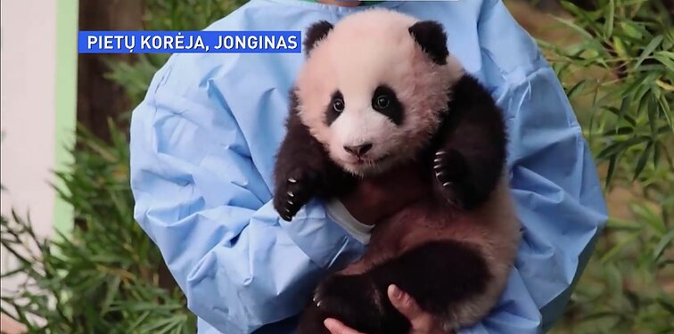Pandų dalybų tarp Kinijos ir Pietų Korėjos rezultatas – mažylė FU BAO, kuriai vardą rinko visa šalis