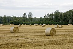 Žemė