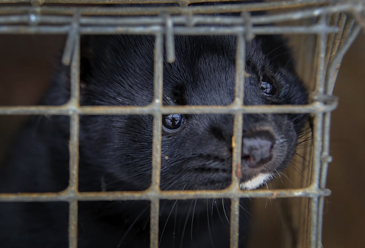 Mink (associative image)