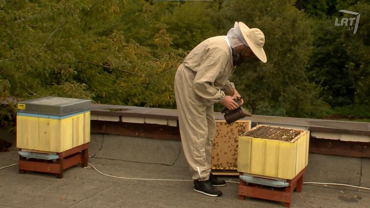 Bitininko iniciatyva viešbučio stogas Vilniaus centre tapo namais tūkstančiams bičių