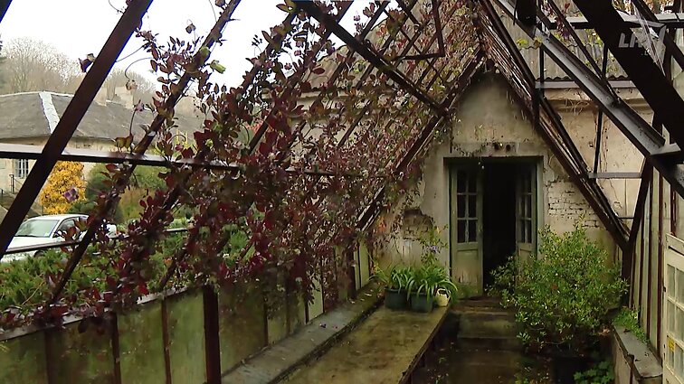 Nuo vaistinių augalų iki egzotinių medžių: VU botanikos sodas džiugina spalvomis