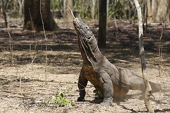 Eglės Aukštakalnytės Hansen kelionės