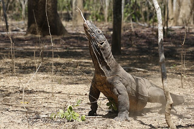 Eglės Aukštakalnytės-Hansen kelionės