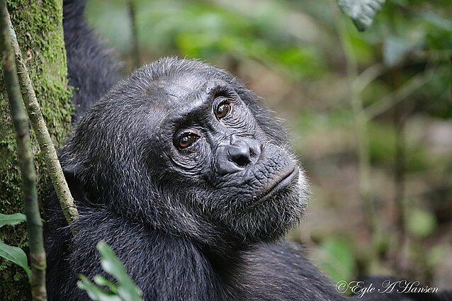 Eglės Aukštakalnytės Hansen kelionės