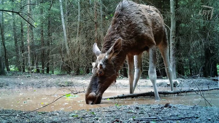 Išskirtiniai vaizdai iš Šimonių giros gyvūnų SPA