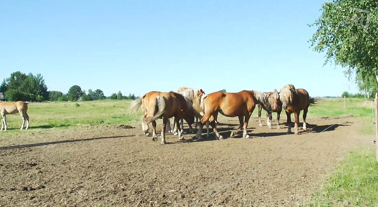 7 Kauno dienos. Kaminkrėčių kasdienybė, nykstantis rimorystės amatas ir negalią turinčių vaikų iššūkiai per karantiną