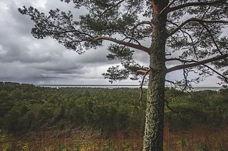 Kuršių nerija