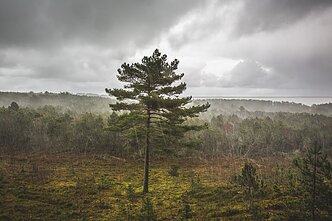 Kuršių nerija