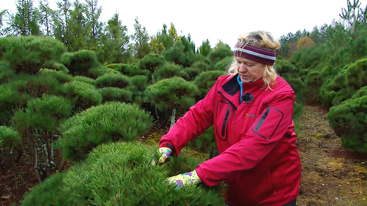 Bronė sodyboje sukūrė tikrą mišką – medelyno šeimininkė patarimų apie augalus turi lyg visa enciklopedija