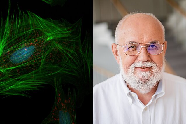 Klauskite daktaro. Melo atpažinimo būdai ir kas gali padėti suvaldyti autoimunines ligas