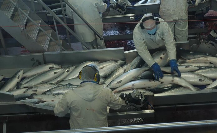 Darbas Norvegijos žuvų fabrike