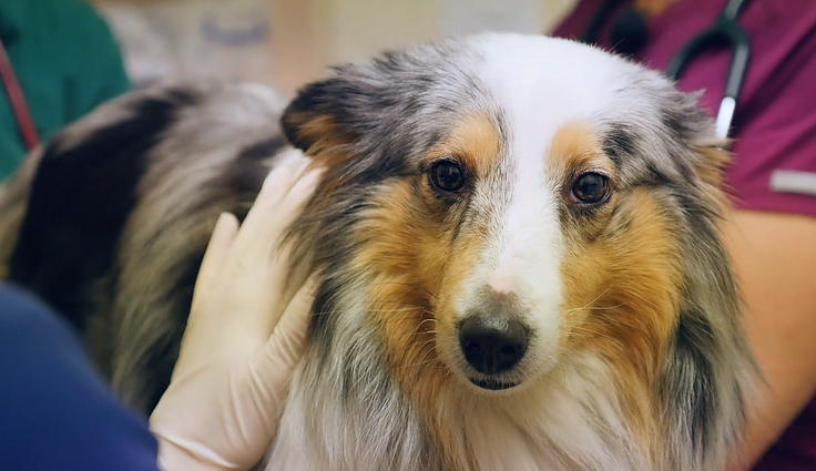 Virtualios veterinaro konsultacijos: kaip tai atrodo?