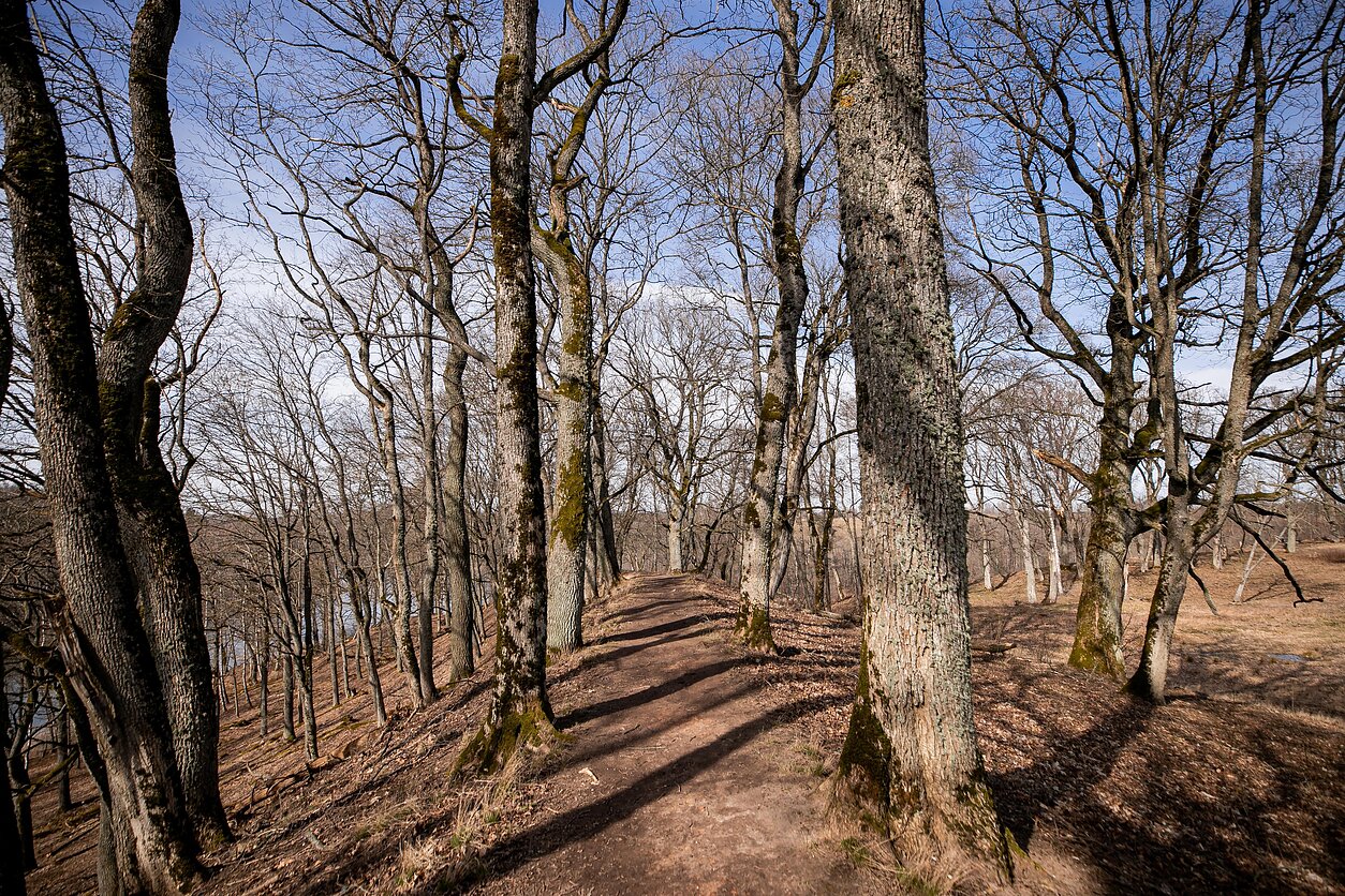 D. Umbraso  / LRT nuotr., miškas