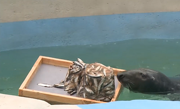 Kalėdos zoologijos sodo gyvūnams