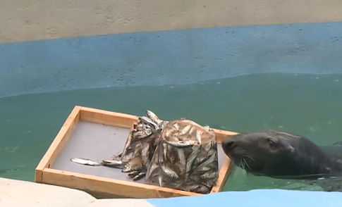 Kalėdos zoologijos sodo gyvūnams