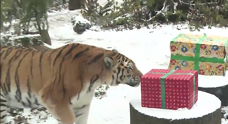 Kalėdos Lietuvos zoologijos sode: skanėstais papuoštos eglės, šienu kimšti žaislai ir ypatinga dovana ruoniui