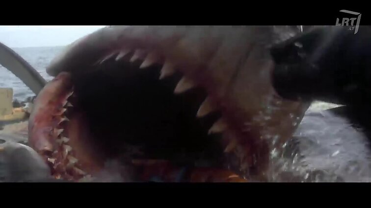 Čia – kinas. Genialusis Stevenas Spielbergas, ekologija kine ir rekomendacija