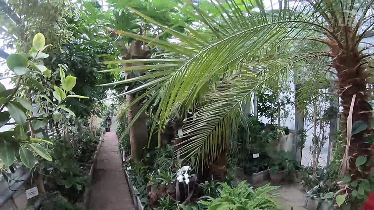 Palmės ne tik sugeria toksines medžiagas, bet ir puikiai gali atstoti Kalėdų eglutę