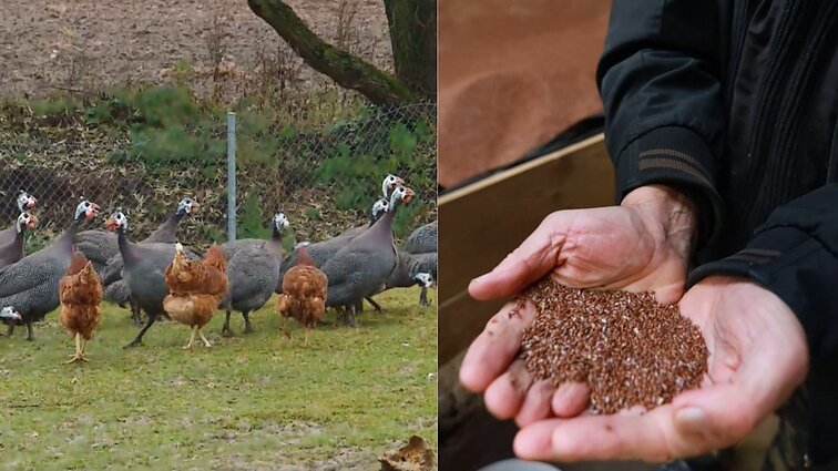 Gyventi kaime gera. Kuo skiriasi vištos dedeklės ir egzotiškosios patarškos bei lietuviškasis auksas – sėmenų aliejus