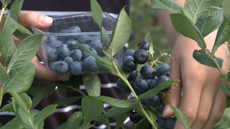 Šalia Kauno įsikūręs uogų ūkis.