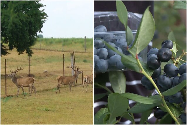 Gyventi kaime gera. Patarimai norintiems veisti nuosavą elnyną. Kodėl verta auginti skirtingų veislių uogas?