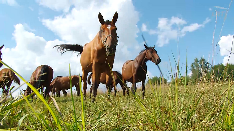 Į žirgyną ir pajodinėti, ir pasikrauti geros energijos.