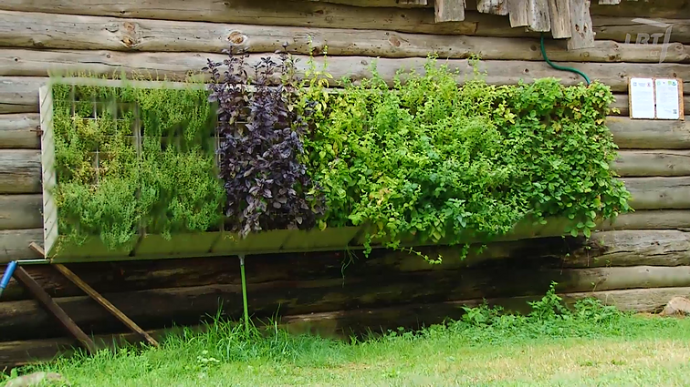 Pilnų namų bendruomenė ir jos vaistinės žolelės.