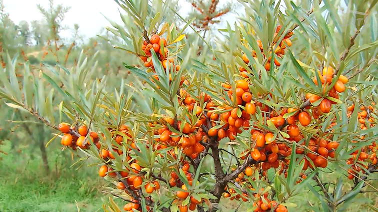 Superuogos - šaltalankiai.