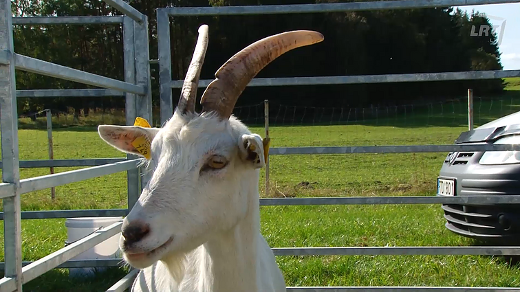 Ūkininkė Dalia Ėmužytė apie ožkų naudą ir priežiūrą