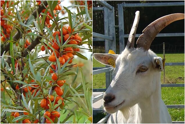 Gyventi kaime gera. Svarbiausi žingsniai kuriant šaltalankių ūkį ir ožkų auginimo ypatumai