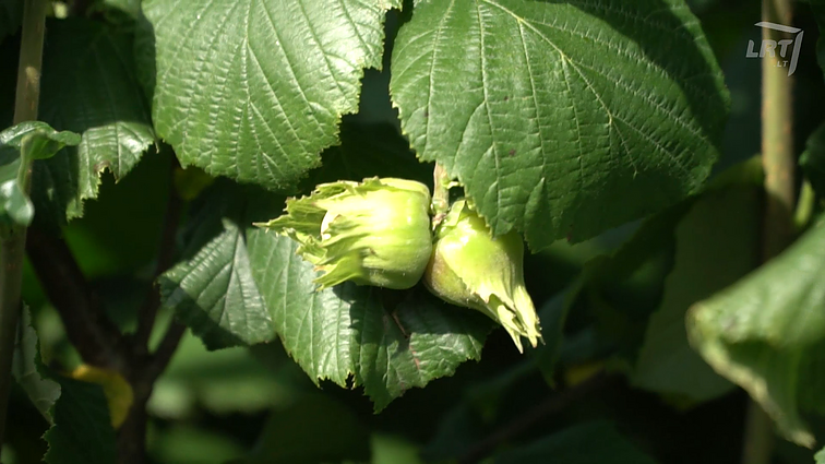 Rimo lazdynų riešutų ūkis