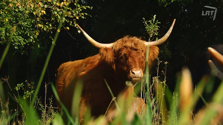 Biodinaminė žemdirbystė be gyvulių neįmanoma.