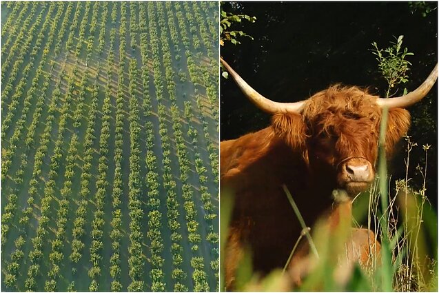 Gyventi kaime gera. Patarimai, kaip susikurti daug derliaus duodantį lazdynų sodą ir kas yra biodinaminė žemdirbystė?