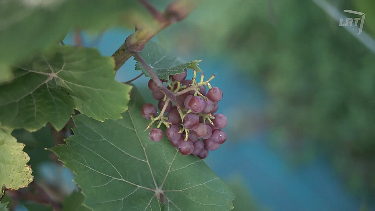 Vynuogynai Lietuvoje.