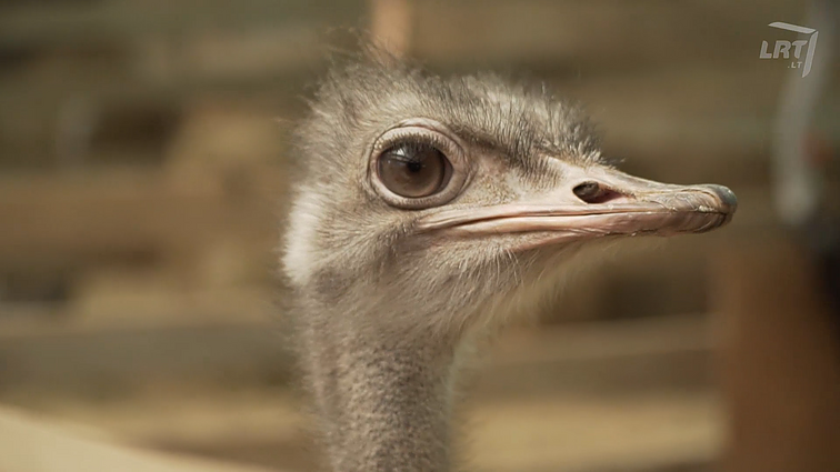 Stručių gyvenimas iš arti.