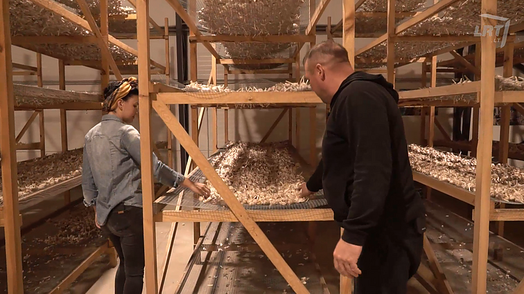 Burnių česnakų ūkis.