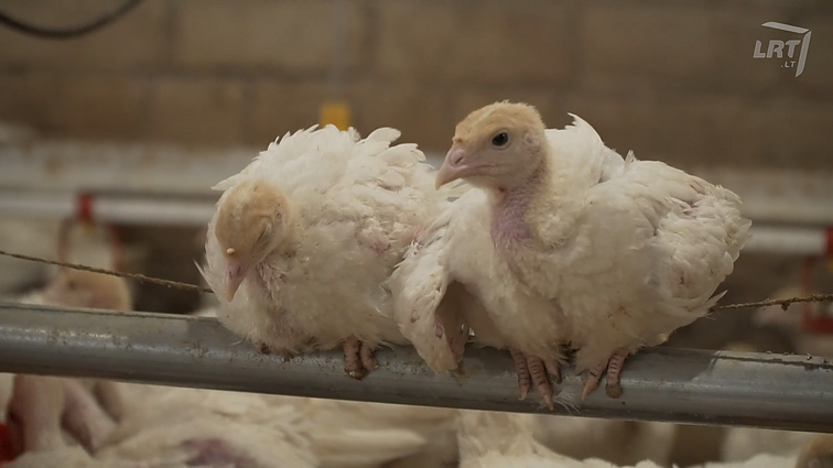 Kalakutų augintojo patarimai.