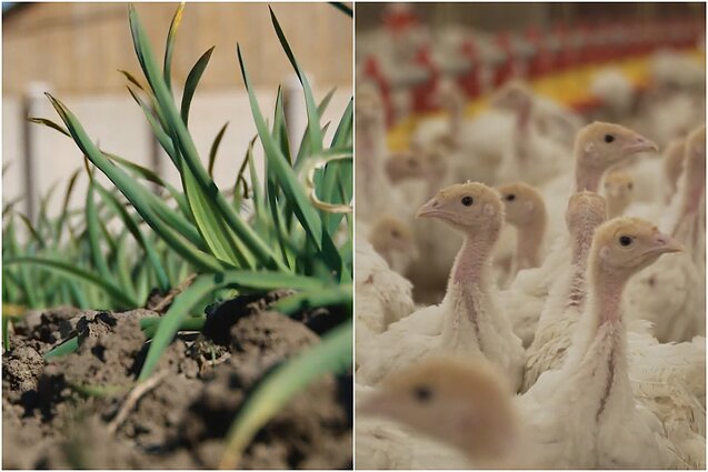 Gyventi kaime gera. Kaip sulaukti česnakų derliaus ir kaip auginti bei prižiūrėti kalakutus, kad jų mėsa būtų skani ir sveika?