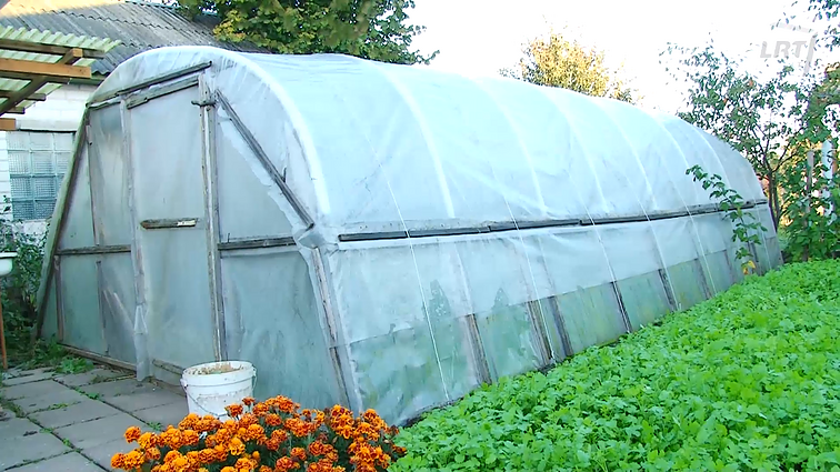 Šiltnamio priežiūra