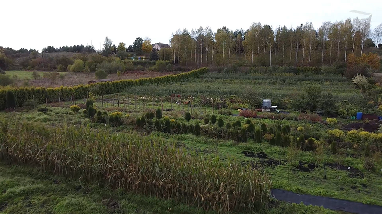 Kazlauskų medelynas