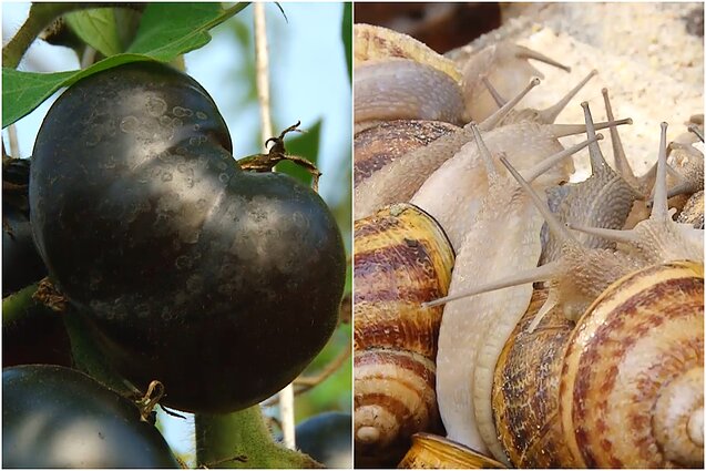 Gyventi kaime gera. Pomidorais visais metais besidžiaugianti jų kolekcininkė Vilija ir kodėl sraigėms reikia miegamųjų?