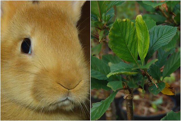 Gyventi kaime gera. Nuo ko pradėti kurti triušių fermą ir ką daryti, kad sulauktumėte gero gudobelių vaisių derliaus?