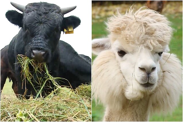 Gyventi kaime gera. Akiai neįprastos deksterių karvės ir pažintis su žmonių nebijančiomis alpakomis