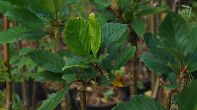 Vrublevskių medelynas